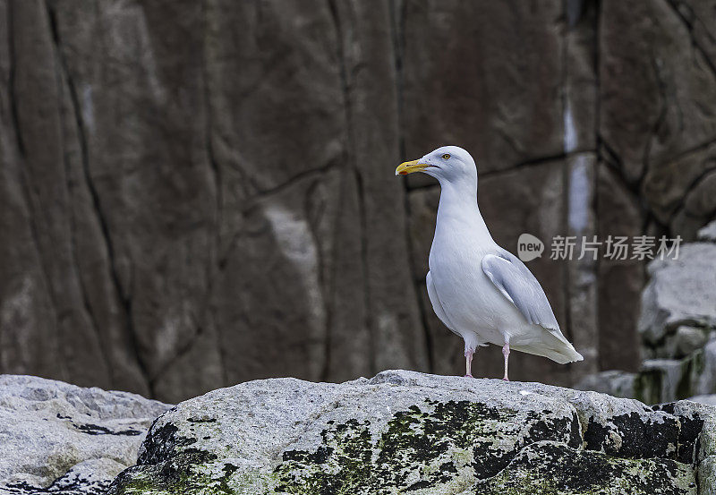 白霜鸥(Larus hyperboreus)是一种大型海鸥，繁殖在北半球的北极地区，是在鸟崖在阿奇琛，俄罗斯西北部。